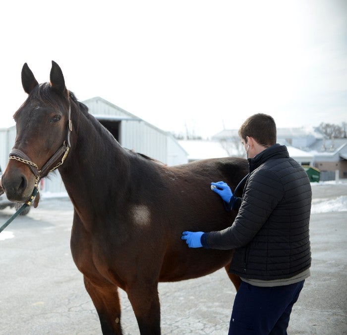 A person helping a horse outside