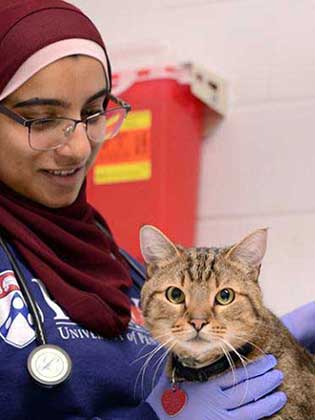 Cat Exam